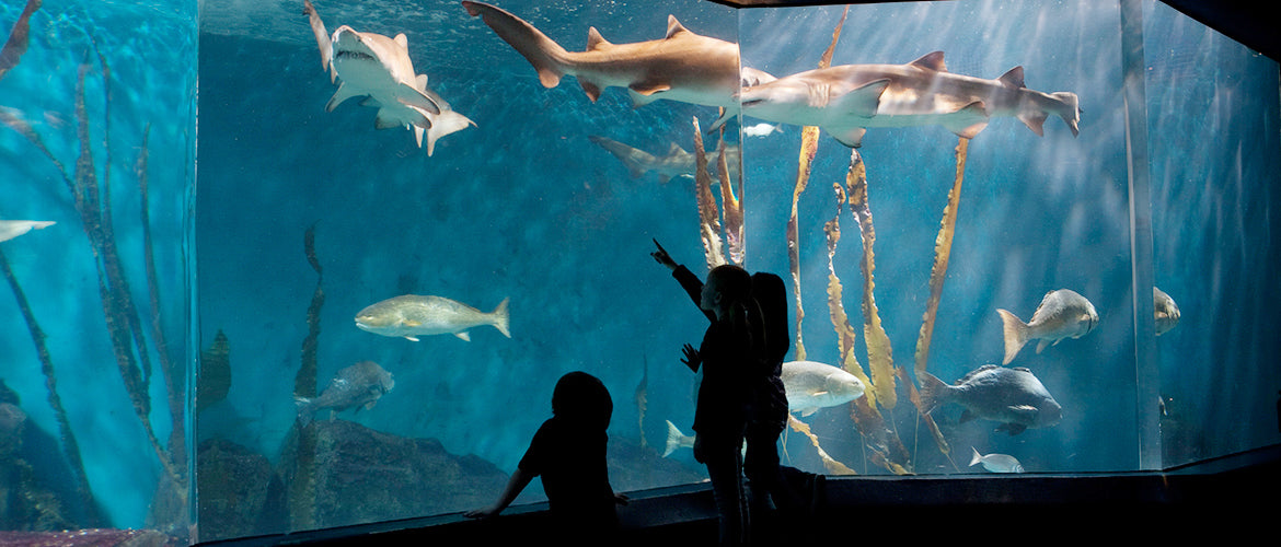 Into the Blue: The Maritime Aquarium